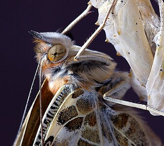 Insect nature wing