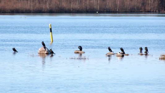 Phalacrocorax Carbo Oulu 20210418