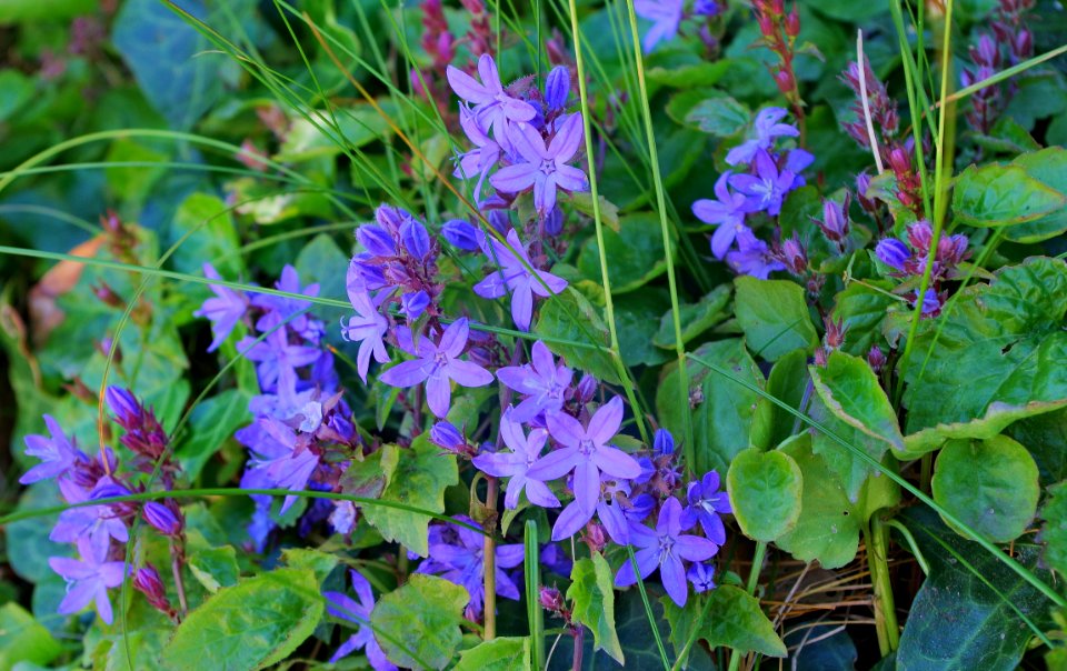 Petites fleurs bleues