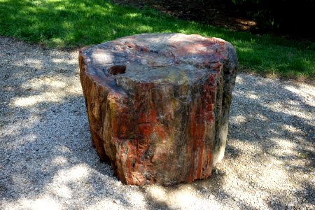 Petrified wood - Stanley M. Rowe Arboretum - DSC03312