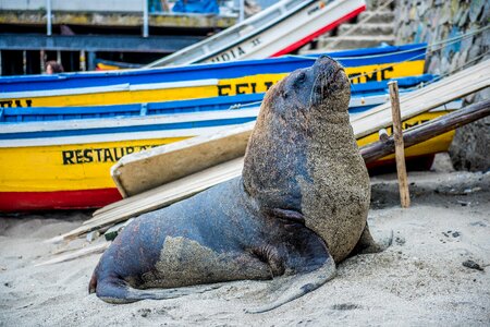 Water sea animals photo