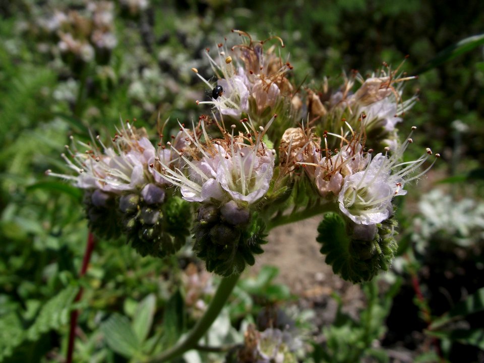 Phacelia californica