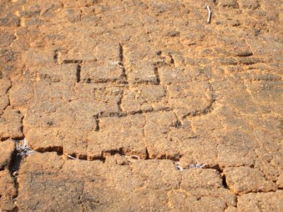 Petroglyphs in Puako Petroglyph Archaeological District 1368