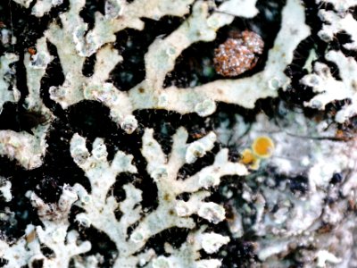 Phaeophyscia orbicularis 100111070