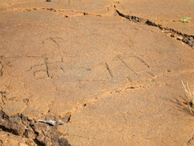 Petroglyphs in Puako Petroglyph Archaeological District1356