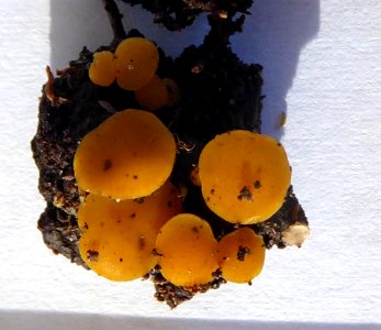 Phaeohelotium undulatum 8427540