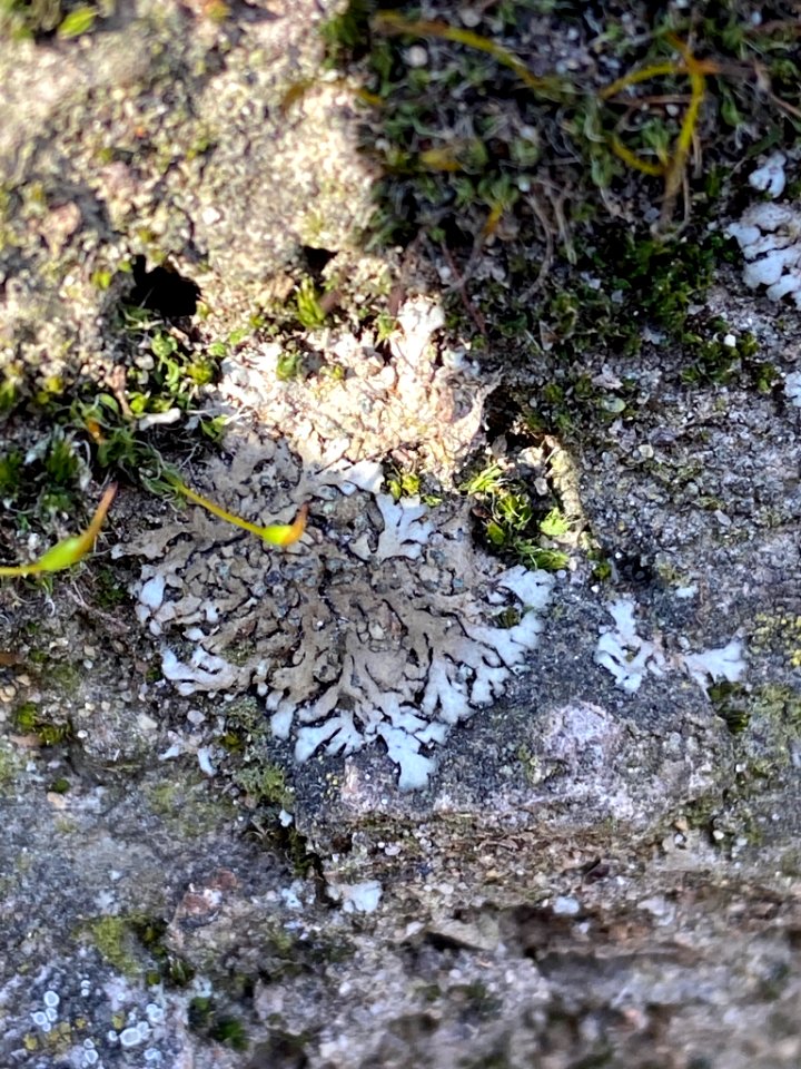 Phaeophyscia orbicularis 63408700