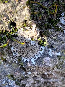 Phaeophyscia orbicularis 63408700