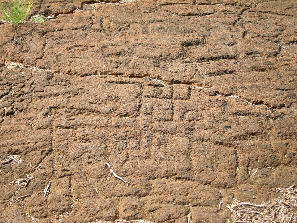 Petroglyphs in Puako Petroglyph Archaeological District 1373