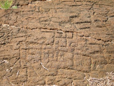 Petroglyphs in Puako Petroglyph Archaeological District 1373