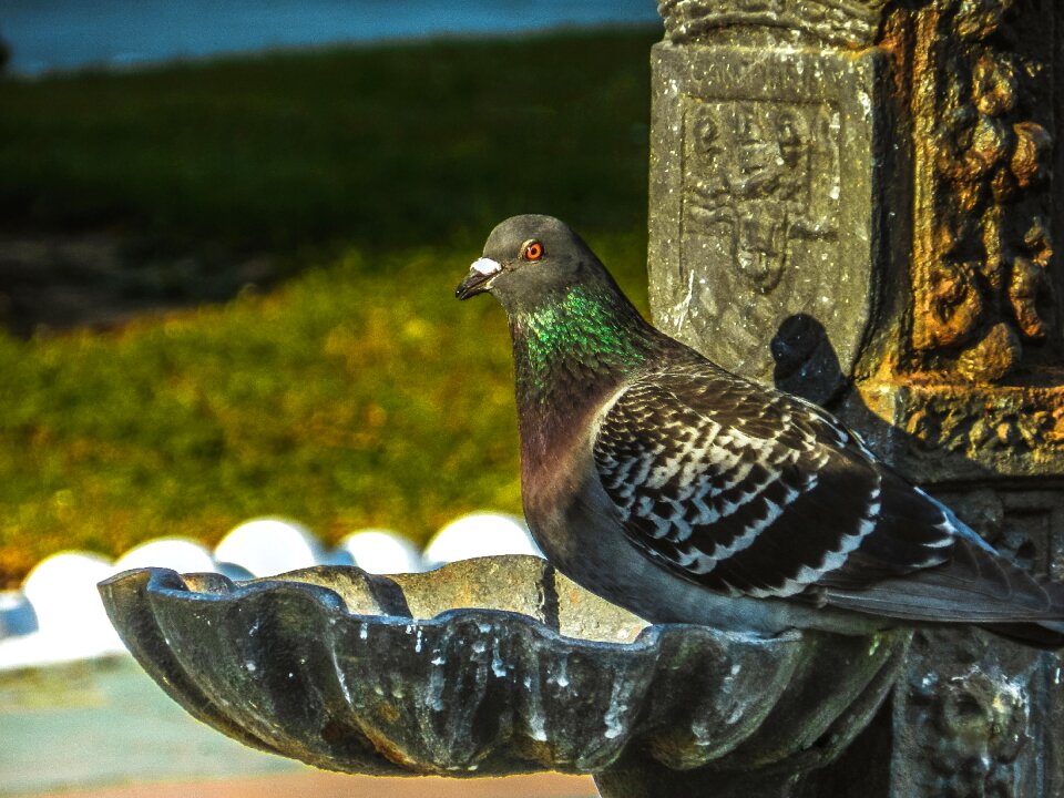 Freedom wings bird