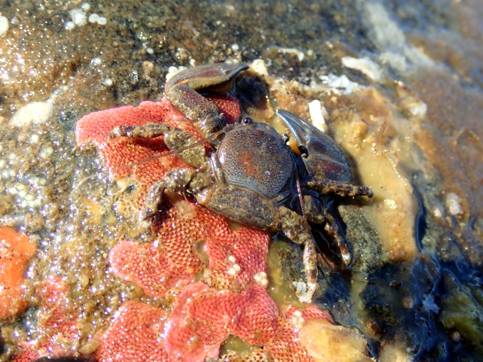 Petrolisthes eriomerus 66320377
