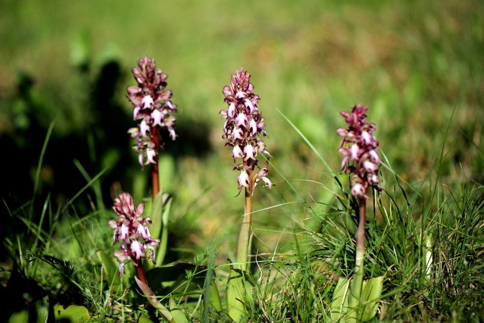 Petites ophrys de garrigue