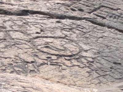 Petroglyphs in Puako Petroglyph Archaeological District1376