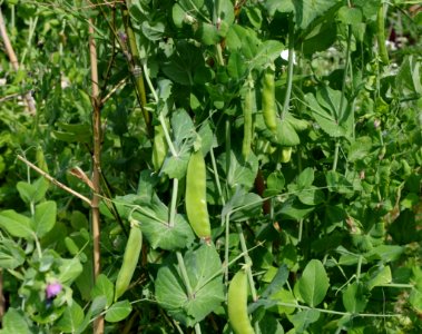 Petits pois - Parc floral
