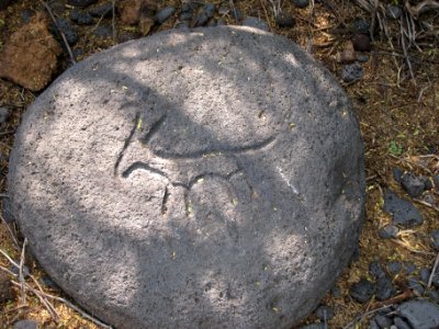 Petroglyphs in Puako Petroglyph Archaeological District 1347