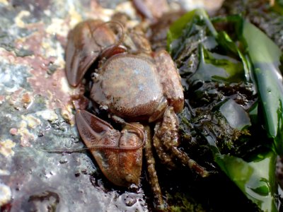 Petrolisthes eriomerus 118892810