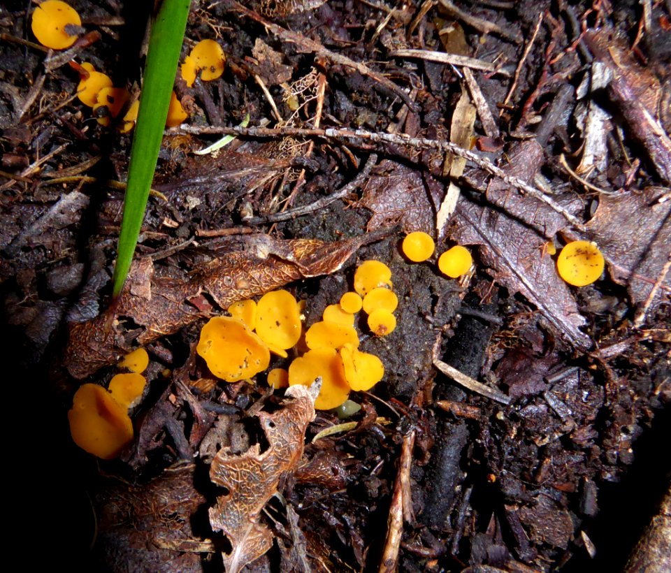 Phaeohelotium undulatum 8416792