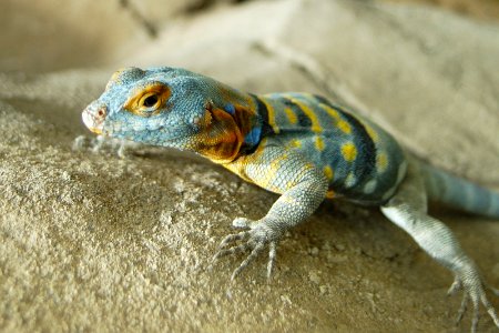 Petrosaurus thalassinus rock lizard los angeles zoo photo