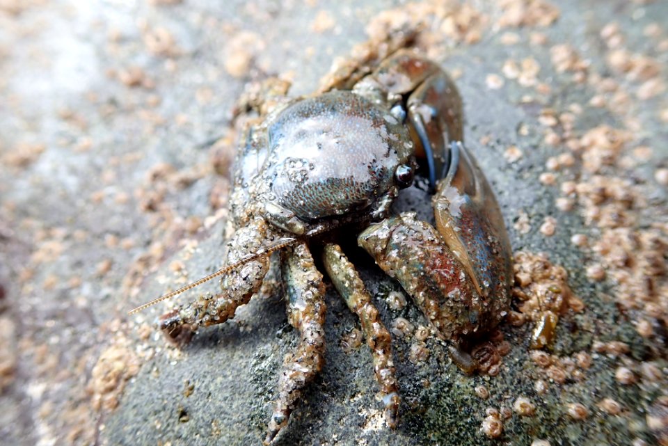 Petrolisthes eriomerus 34398289
