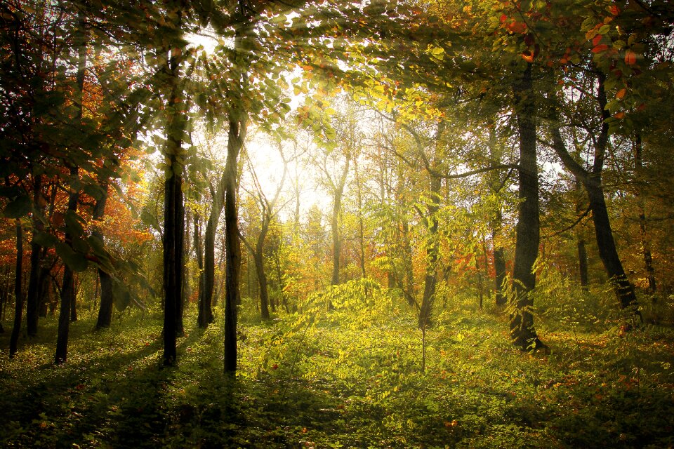 Landscape nature sun
