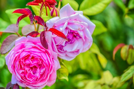 Beauty red day