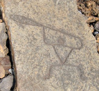 Petroglyphs in Puako Petroglyph Archaeological District1341