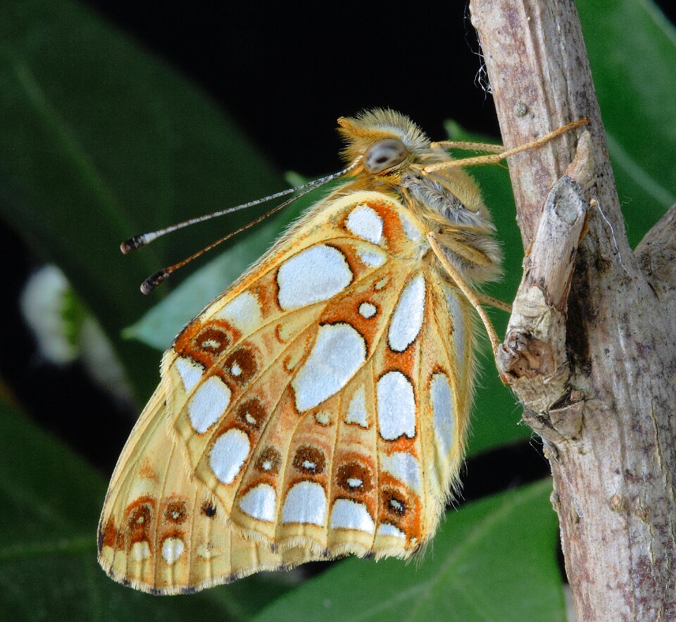 Insect nature wing