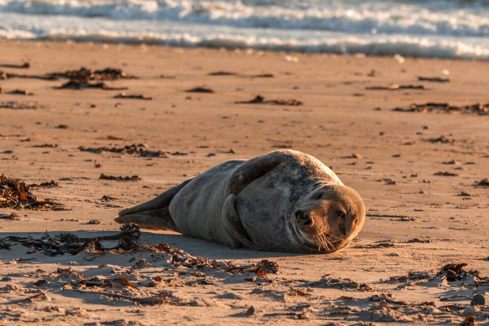 Beach dune helgoland
