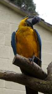 Animal zoo nature