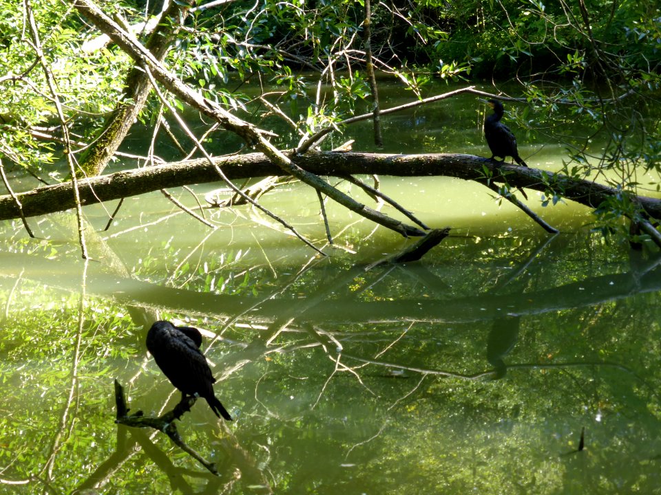 Phalacrocorax-carbo-2