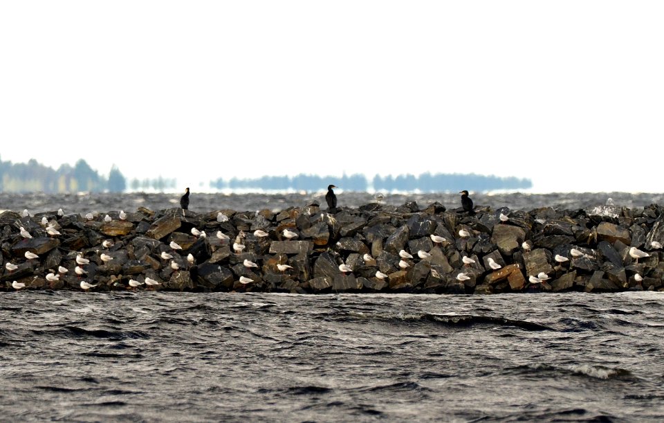 Phalacrocorax carbo Oulu Finland 2020-09-14
