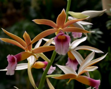 Phaius wallichii 2