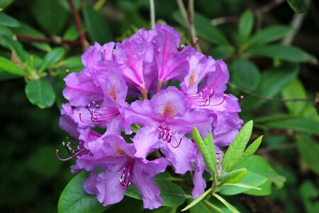 Bloom violet purple rhododendron