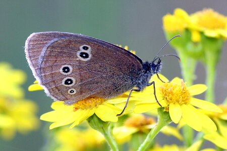 Insect nature wing photo