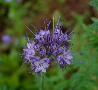 Phacelia - Parc floral photo