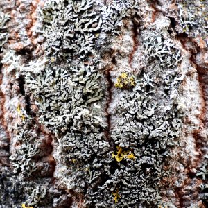 Phaeophyscia orbicularis 100111061