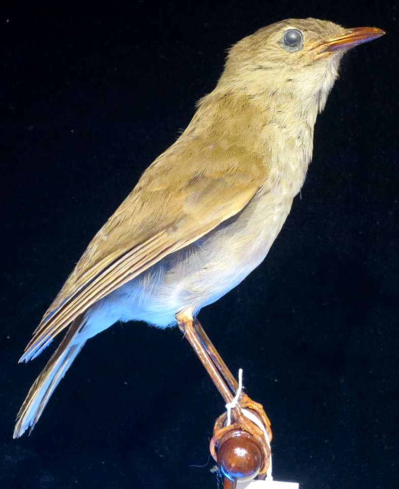 Phaeornis palmeri Roths, male, Bishop Museum, Honolulu