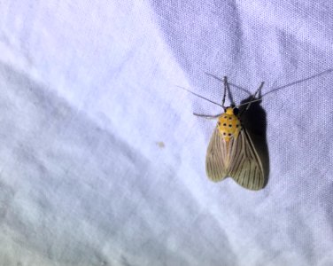 Phaeomolis lineatus 32073751