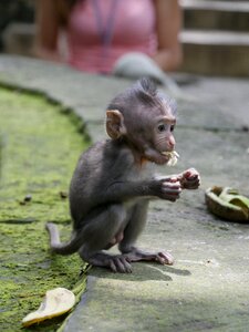 Indonesia asia monkey