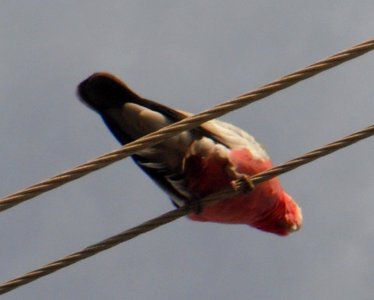 Perroquet sur une ligne téléphonique