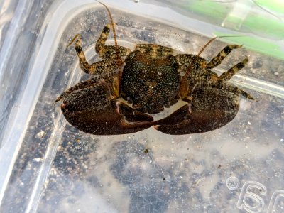 Petrolisthes cabrilloi 115130785