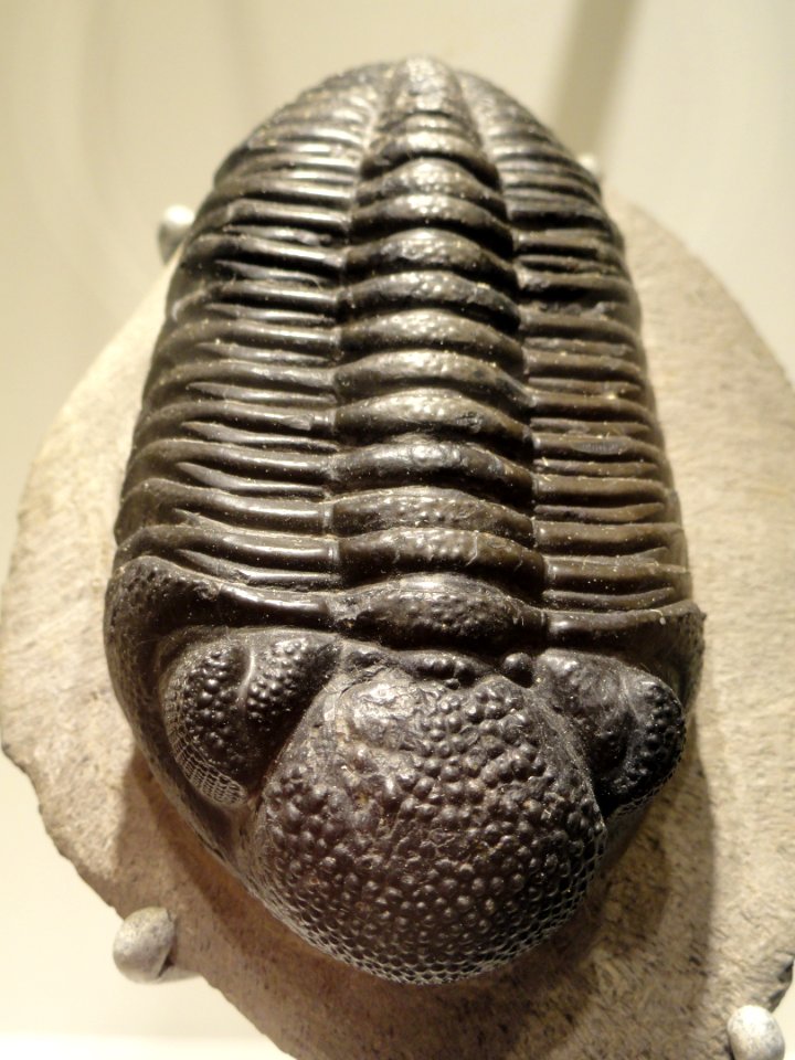 Phacops sp., Middle Devonian, Morocco - Houston Museum of Natural Science - DSC01526