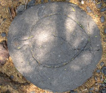 Petroglyphs in Puako Petroglyph Archaeological District1352