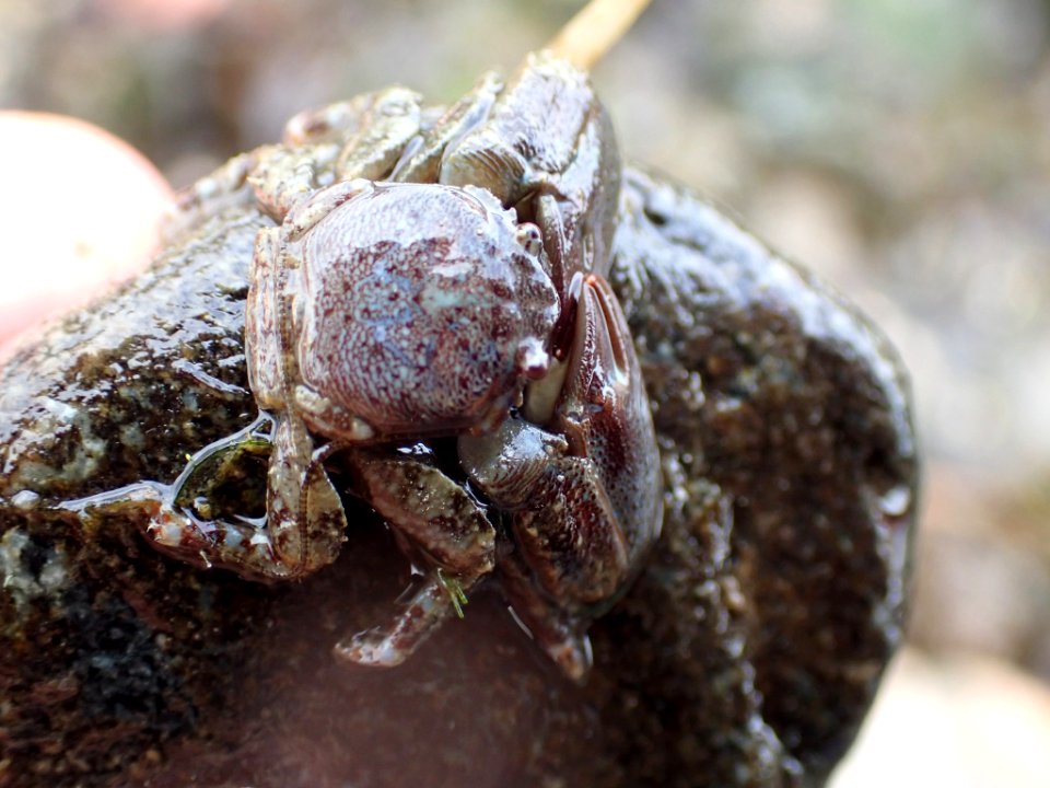 Petrolisthes eriomerus 118894714