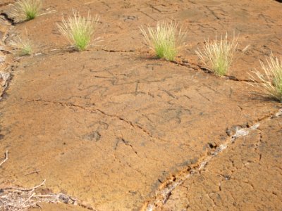 Petroglyphs in Puako Petroglyph Archaeological District 1357