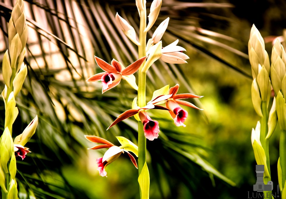 Phaius tankervilleae (48662146)