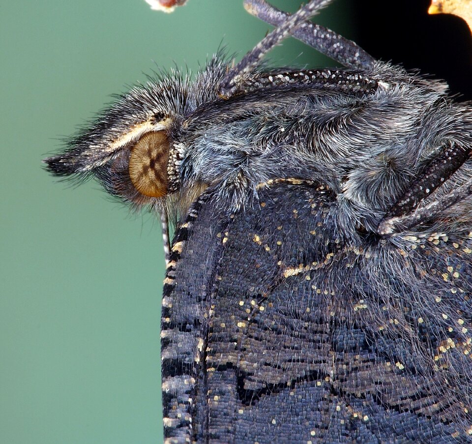 Insect nature wing photo