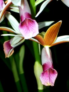 Phaius australis flowers