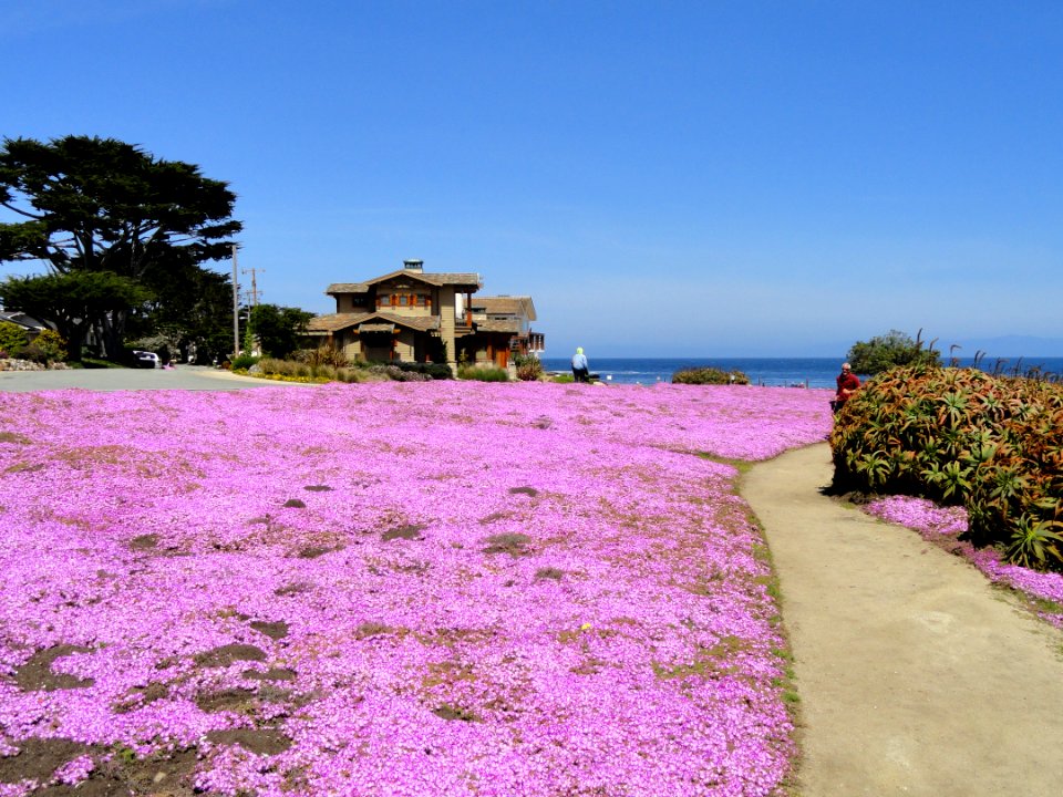 Perkins Park - Pacific Grove, CA - DSC06554
